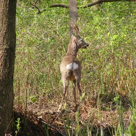 Borowkowa Nad Morzem - Cialo, Umysl, Dusza *