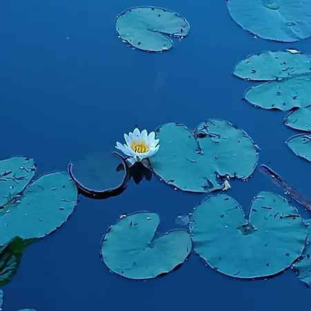 Borowkowa Nad Morzem - Cialo, Umysl, Dusza