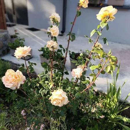 Borowkowa Nad Morzem - Cialo, Umysl, Dusza Tatil Evi *