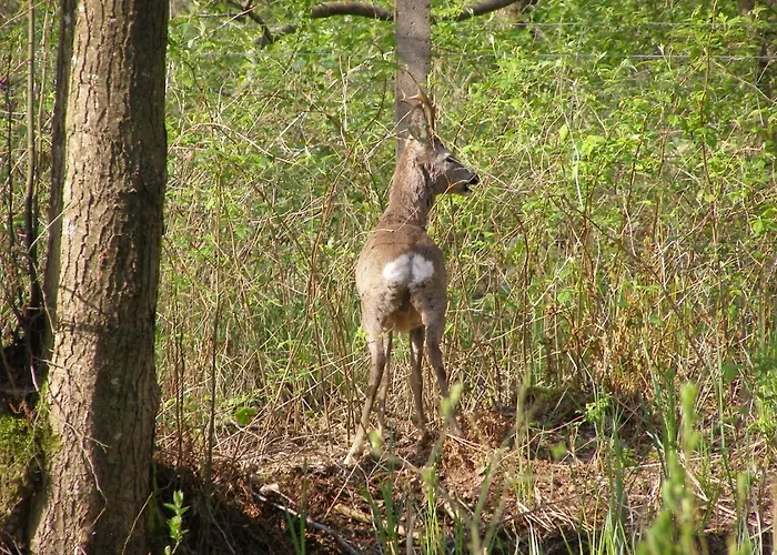 Borowkowa Nad Morzem *