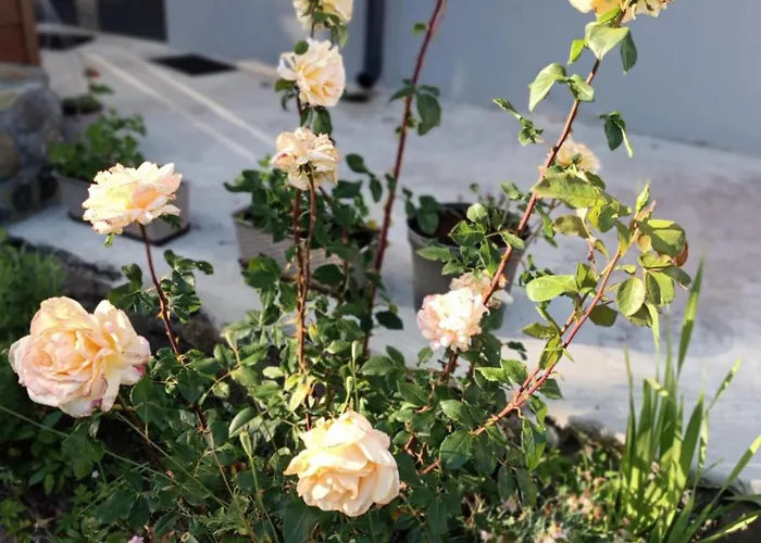 Borowkowa Nad Morzem - Cialo, Umysl, Dusza Σπίτι διακοπών *